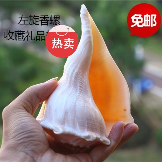 包邮天然海螺贝壳左旋螺观音螺法器家居摆件收藏礼品纪念品鱼缸