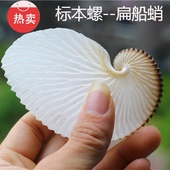 饰摆设珊瑚 天然海螺贝壳扁船蛸阔船艄标本螺船章鱼收藏礼品装 包邮