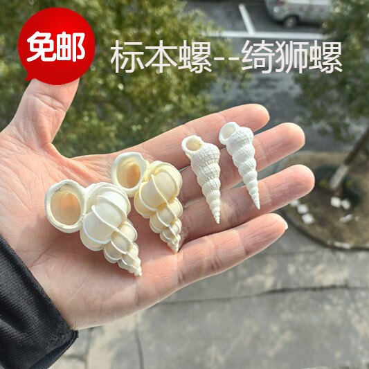 包邮天然海螺贝壳绮狮螺纱布绮蛳螺标本螺收藏鱼缸工艺品海洋道具