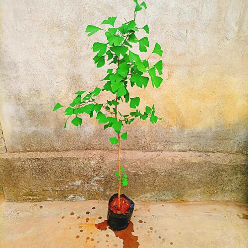 杯苗银杏树苗庭院易活耐寒镇宅树