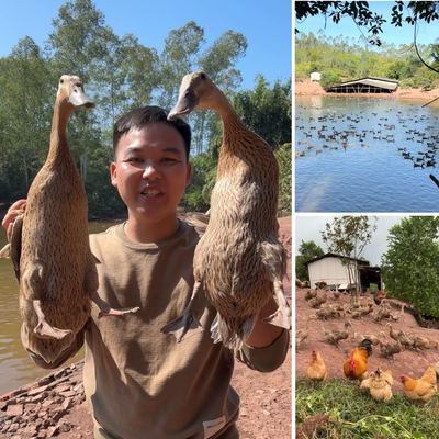 兵哥散养新鲜土麻鸭土鸭肉