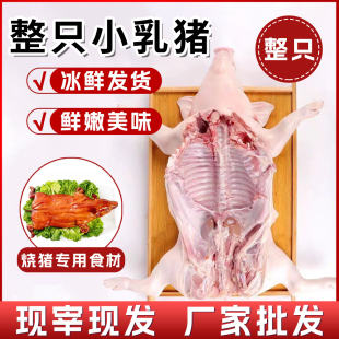 小乳猪整只现杀冰鲜烧腊档酒店专用烧腊小耳朵脆皮乳猪食材