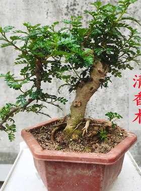 清香木盆景室内清香驱蚊悬崖型