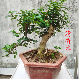 清香木盆栽 四季常青驱蚊胡椒木绿植花卉 悬崖老桩造型盆景树
