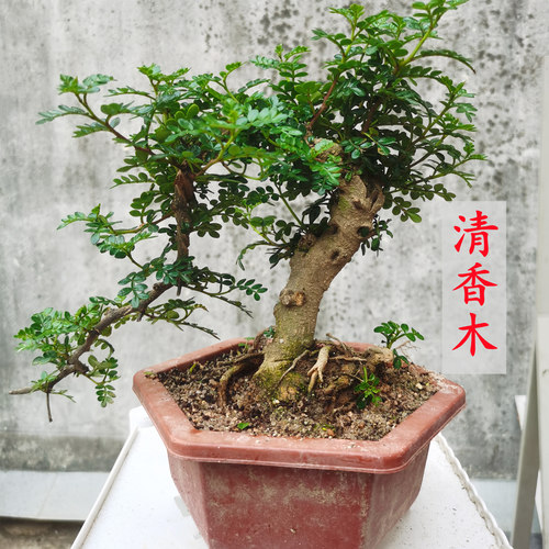 清香木盆景室内清香驱蚊悬崖型