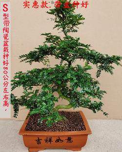 清香木盆栽绿植驱蚊虫四季 高档大型室内植物盆景 常青盆景花卉