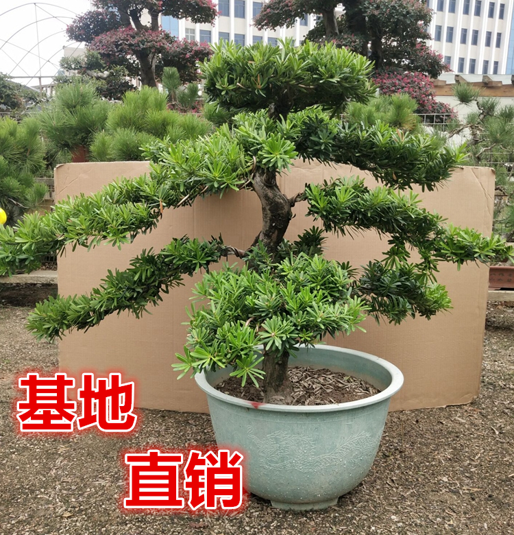 大树罗汉松盆栽庭院别墅室外绿植