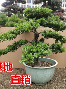 大树罗汉松盆栽庭院别墅室外绿植