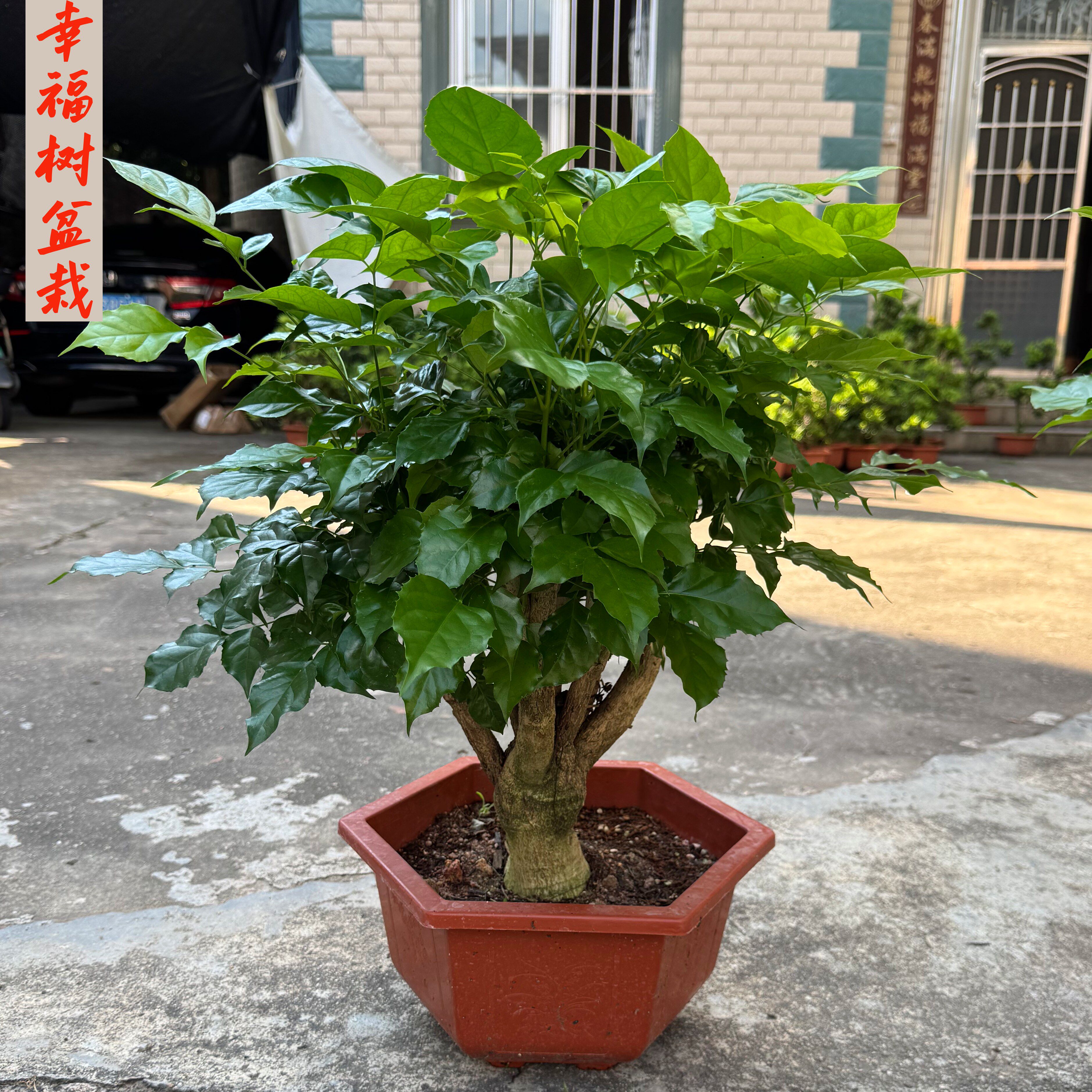 幸福树盆栽室内植物花卉 四季常青绿宝树单杆老桩盆景客厅发财树