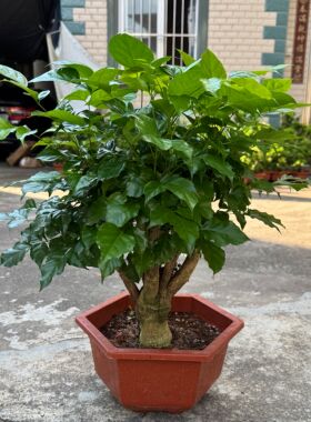 四季常青绿宝幸福树室内客厅美观