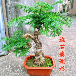 抱石澳洲杉盆景花卉树桩桌面办公室耐寒造型树四季常青绿植盆栽