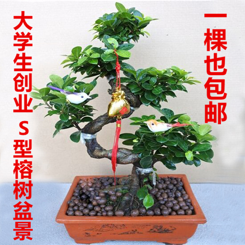 四季常青榕树盆景树桩 大型绿植盆栽 室内花卉植物盘景树吸甲醛