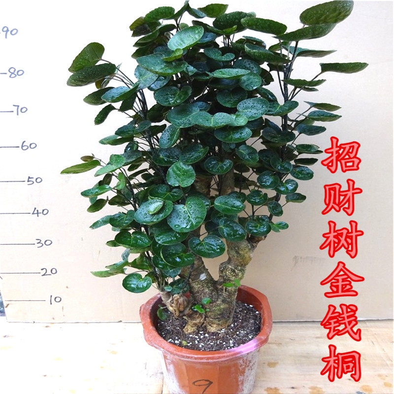 大型金钱桐盆景福禄桐 观叶盆景客厅发财树老桩绿植花卉净化空气