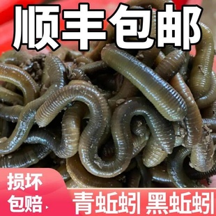 钓鱼活饵鲜活黑蚯蚓钓黄鳝蚯蚓活体青蚯蚓特大臭蚯蚓地龙松土蚯蚓