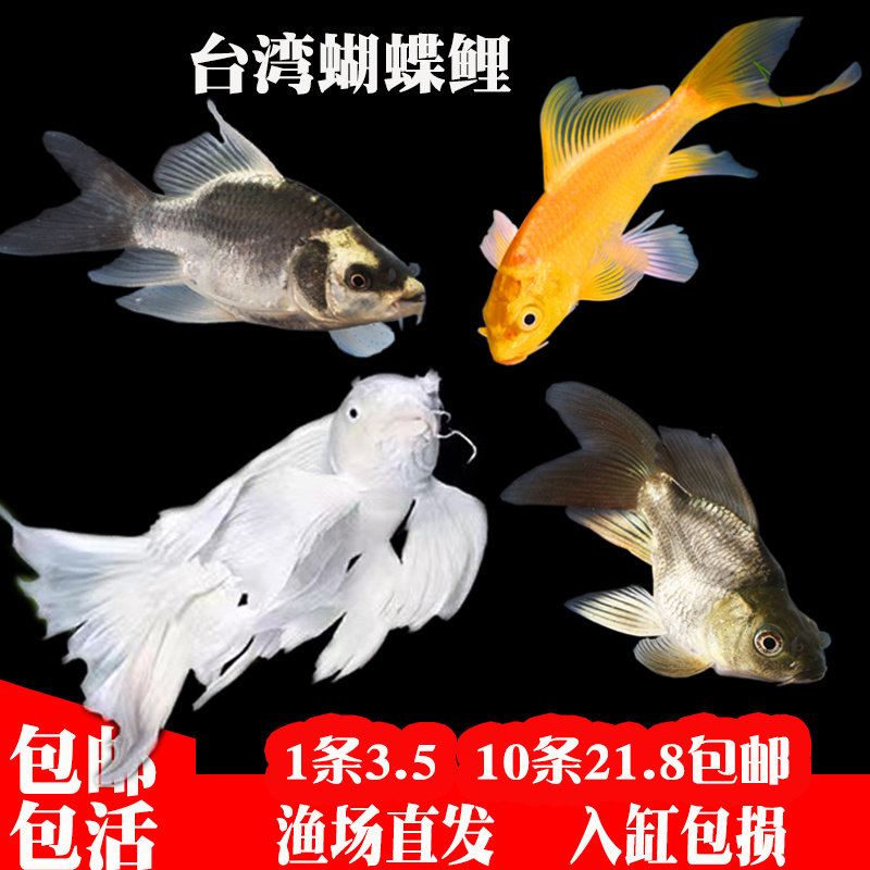台湾蝴蝶鲤黑白黄金长尾锦鲤大鳍风水鲤冷水金鱼好养观赏鱼苗活体,宠物/宠物食品及用品,鱼,淘宝优惠券,粉丝福利购,淘宝优惠卷