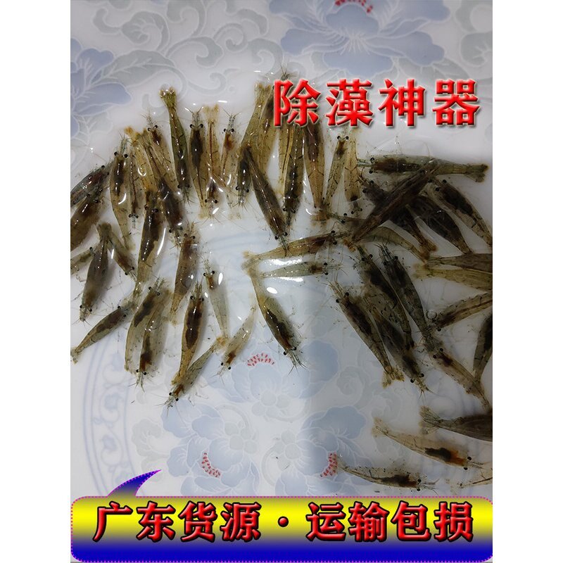 水草缸黑壳虾除藻虾超大号观赏虾淡水清洁工具草虾鲜活龟饲料活体图片