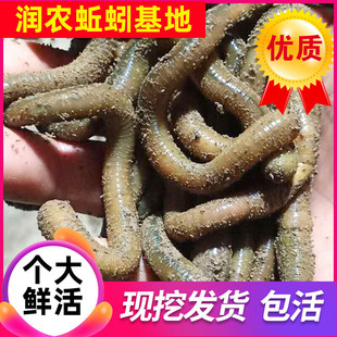 青蚯蚓【多省包邮】 活饵钓黄鳝诱饵鲜活土蚯蚓鳝鱼鱼饵 润农鱼饵