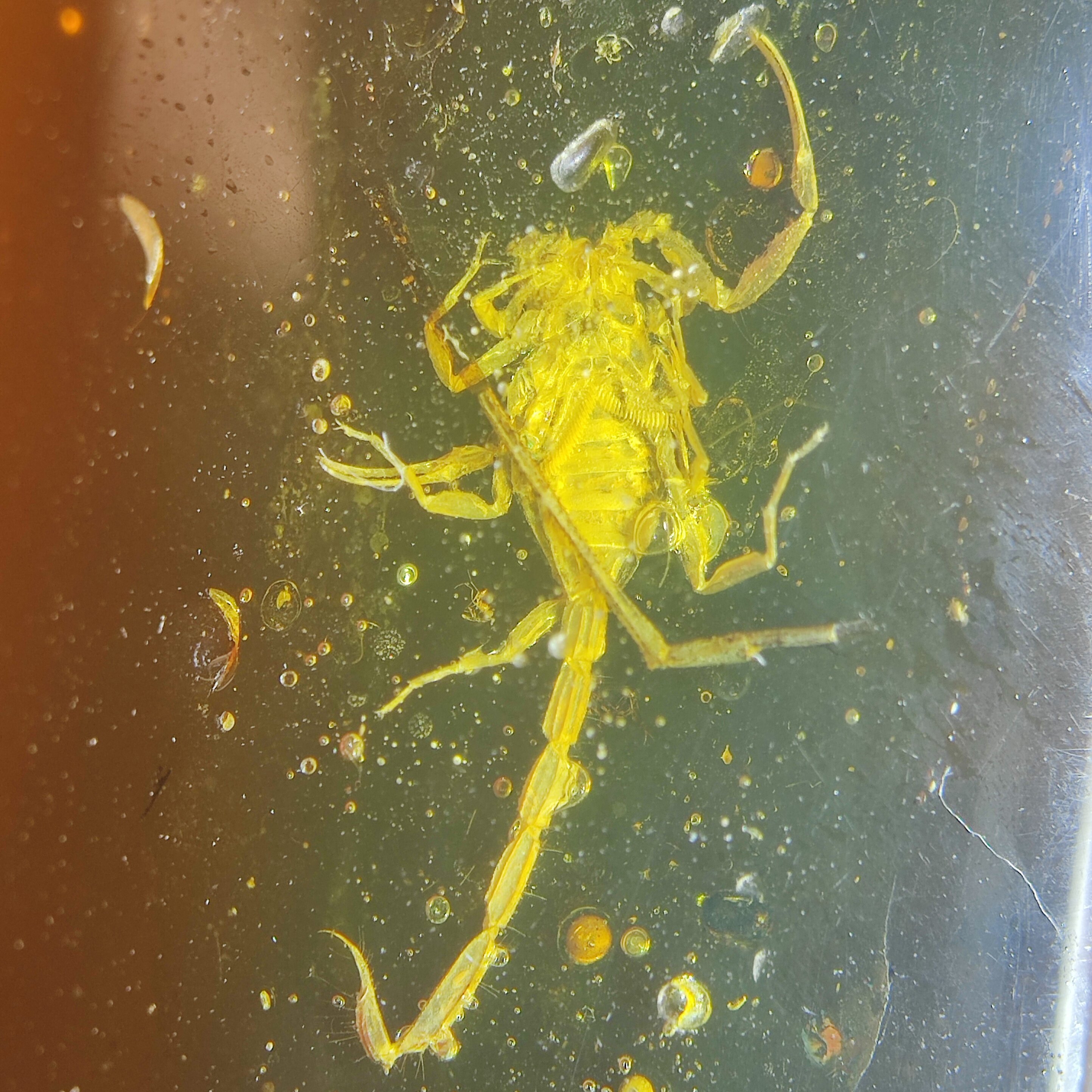 蝎子名琥堂天然缅甸琥珀化石虫珀植物珀带证书收藏