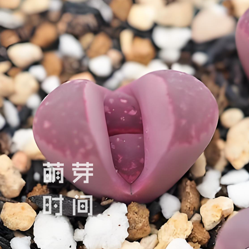 红大内玉C81a生石花种子 种孑种籽番杏科多肉播种植物盆栽发芽好