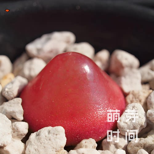 灯泡肉锥花种子 sh409种孑种籽番杏科多肉播种植物盆栽发芽稀有好