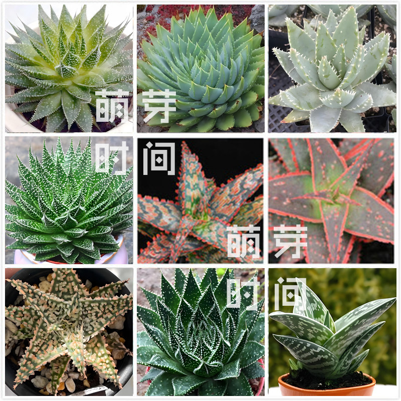 芦荟种子 混合种孑种籽阿福花科多肉播种植物盆栽发芽好稀有育苗