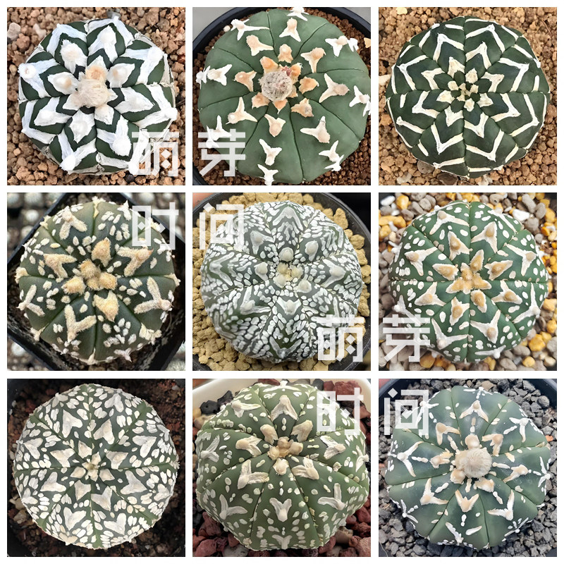 V字兜仙人球种子 v兜混合种孑种籽仙人掌科星球属多肉播种植物好