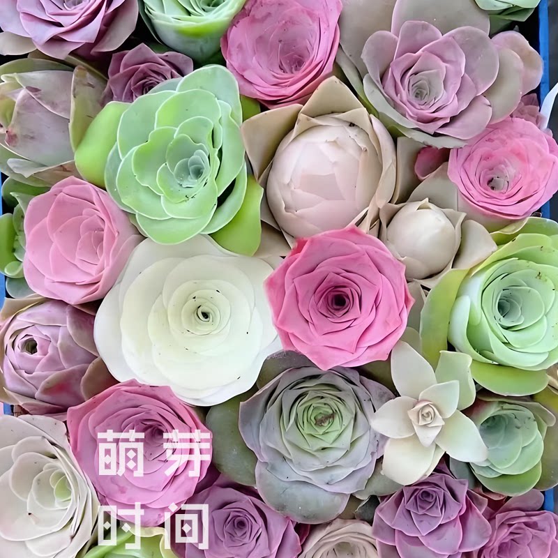 山地玫瑰种子 混合种孑种籽景天家庭园艺种子