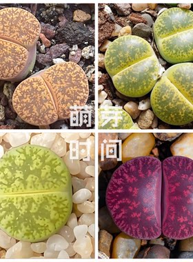 紫勋生石花种子 混合种孑种籽番杏科多肉播种植物盆栽发芽石头花