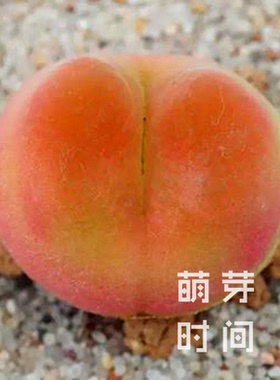 o泡肉锥花种子 1798.78种孑种籽番杏科多肉播种植物发芽好毛汉尼