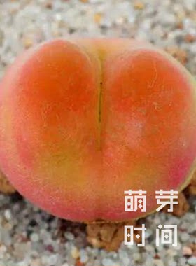 o泡肉锥花种子 1798.78种孑种籽番杏科多肉播种植物发芽好毛汉尼