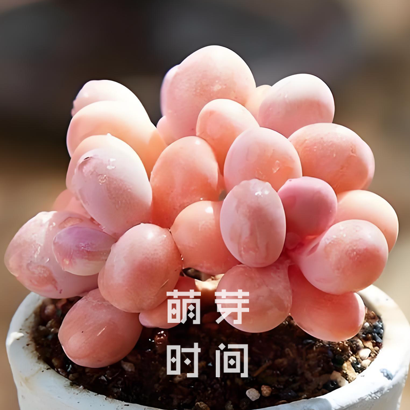 桃蛋桃之卵多肉种子 种孑种籽景天科风车草属播种植物发芽好育苗
