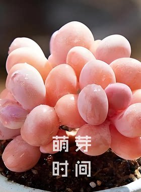 桃蛋桃之卵多肉种子 种孑种籽景天科风车草属播种植物发芽好育苗