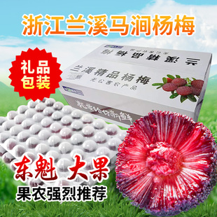 兰溪马涧杨梅鲜果现摘现发大果东魁水果浙江孕妇黑炭鲜杨梅新鲜