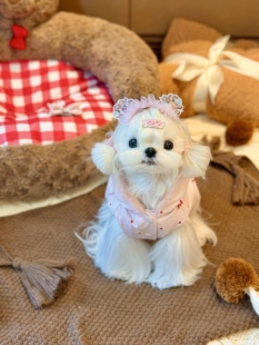 iLYpet原创宠物羽绒服 波点可爱保暖羽绒服