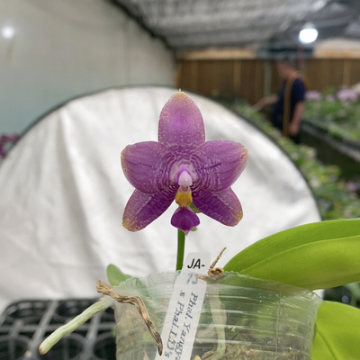 5165原生有花牌