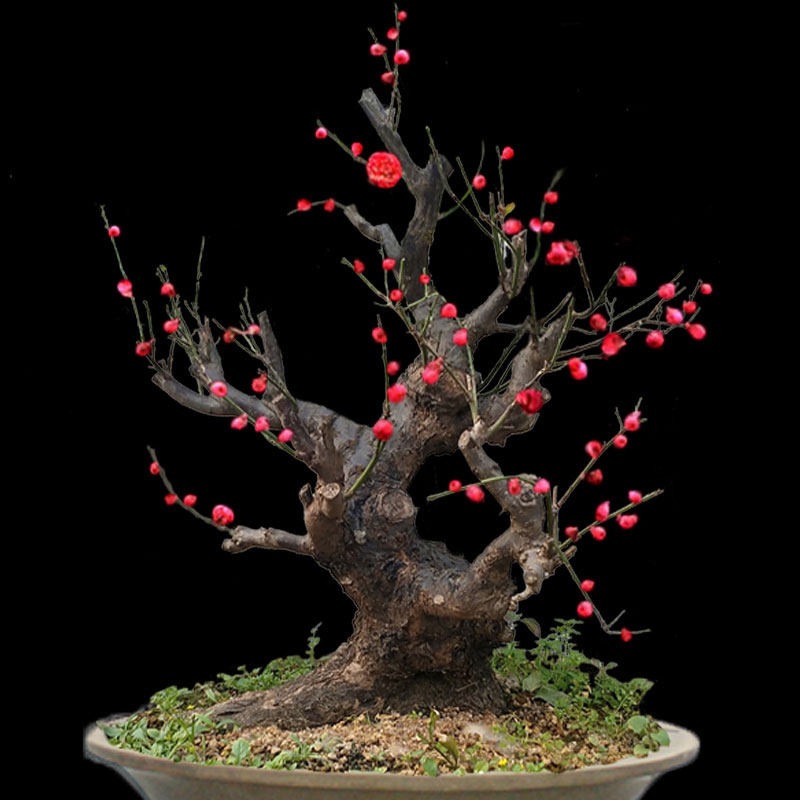 原生骨里红梅花盆景盆栽梅花老树桩庭院耐寒花卉室内盆景植物装饰