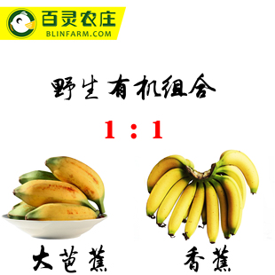 热带高山野生酸甜芭蕉加有机肥香蕉生鲜母婴水果组合包邮