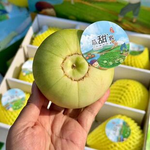 马连庄甜瓜香瓜新鲜当季脆甜瓜礼盒顺丰北京发