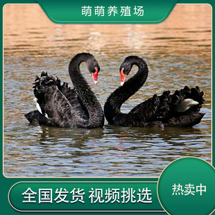 黑天鹅活体成年黑天鹅活物幼崽黑天鹅活苗景区养殖观赏动物出售