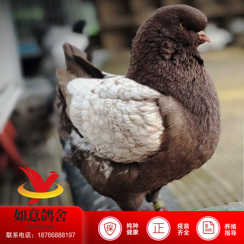 纯种摩登那鸽子活体一对巨型元宝鸟