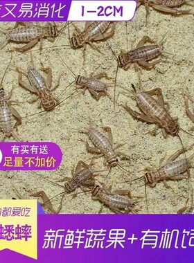 蜥蜴守宫蜘蛛斗虫白蟋蟀白蛐蛐活虫宠物粮食针头蟋蟀油葫芦活体鸟
