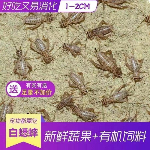 蜥蜴守宫蜘蛛斗虫白蟋蟀白蛐蛐活虫宠物粮食针头蟋蟀油葫芦活体鸟