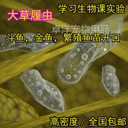 洄水大草履虫学校实验高纯度活体草履虫卵生鱼苗开口虫洄水蚤鱼食