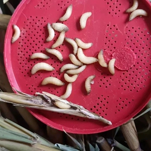 苇子虫纯天然高蛋白小虫红子鸟虫子补膘不上火麦子虫玉米虫麻根虫