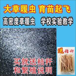 草履虫实验洄水花鱼苗开口回水草覆虫幼鱼水蚤鱼饲料 500目过滤器