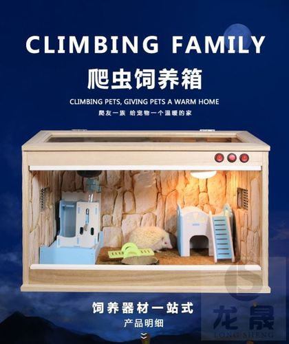 家养蜘蛛价格 家养蜘蛛图片 星期三