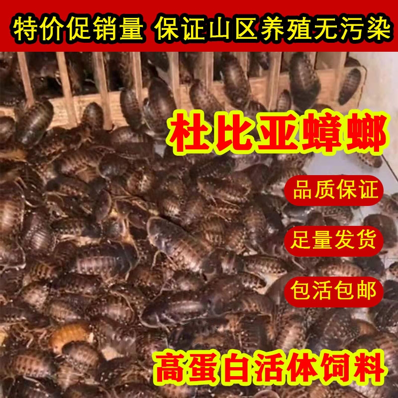 杜比亚蟑螂活虫繁殖组鬃狮守宫蜥蜴吃的食物乌龟爬宠龙鱼鸣虫饲料