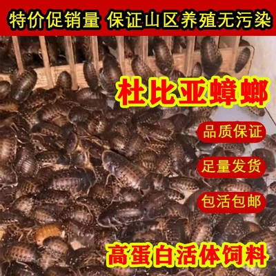 杜比亚蟑螂活虫繁殖组鬃狮守宫蜥蜴吃的食物乌龟爬宠龙鱼鸣虫饲料