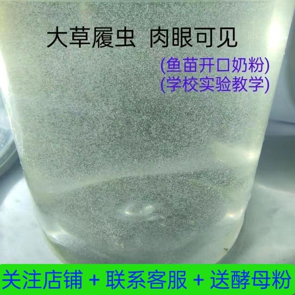 草履虫洄培养液小鱼斗鱼虫种鱼苗开口饲料草履虫洄水斗鱼繁殖实验