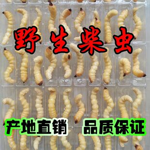 柴虫松树虫野生天牛幼虫活虫高蛋白鸟儿活食提膘斗鸟虫小大头柴虫